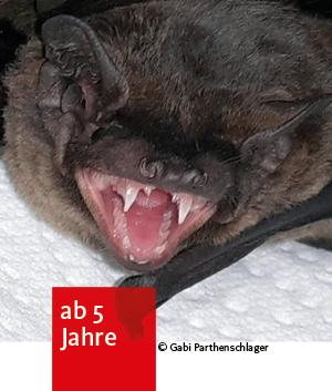 eine Fledermaus mit geöffneten Maul