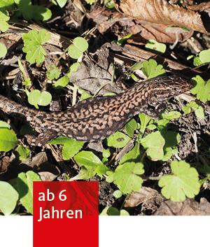 eine Eidechse kriecht durch Laub und Grün