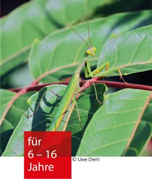 eine Gottesanbeterin auf Blättern