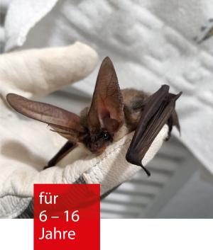 Eine Fledermaus mit langen spitzen Ohren liegt in einer Hand, die einen weißen Handschuh trägt