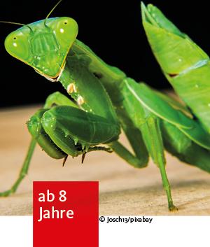das Insekt Gottesanbeterin