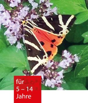 Ein Falter sitzt auf einer Pflanze