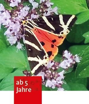 ein Schmetterling auf einer Fliederblüte