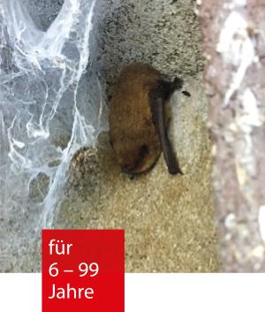 Neben Spinnweben hängt eine Fledermaus an einer Steinwand