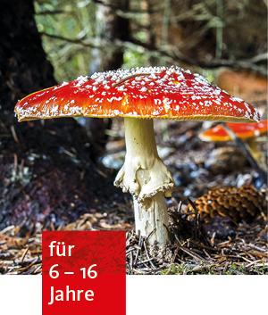 ein großer Fliegenpilz wächst auf dem Waldboden ganz dicht an einem Baum