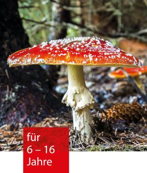 Fliegenpilz auf dem Waldboden
