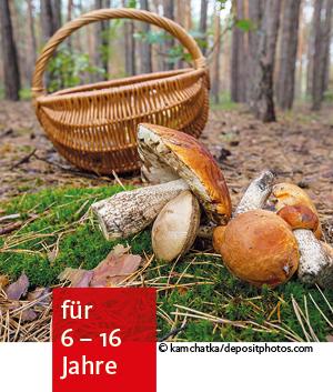 geerntete Pilze, mit Hut und Fuß liegen auf dem Waldboden vor einem Korb