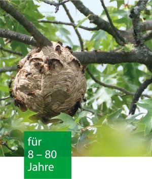 Ein Wespennest hängt im Baum