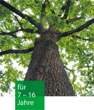 ein großer langer Baum mit dickem Stamm und frischem Laub