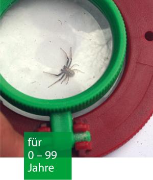 Eine Nahaufnahme einer schwarzen Spinne in der Vergrößerung der Lupe einer Becherlupe.