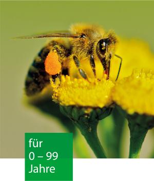 eine Biene sitzt auf einer Blüte und saugt. Sie trägt ein Pollenhöschen.
