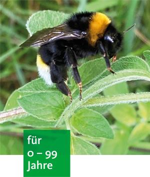 Eine Biene oder Hummel fliegt über grünes Gras.