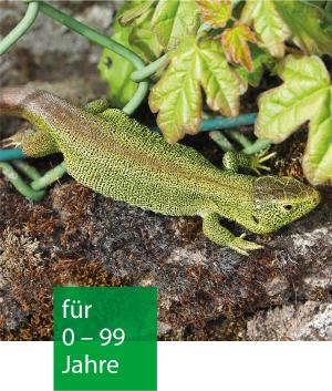 Auf dem Erdboden neben einer grünen Pflanze ist eine grüne Eidechse zu sehen.