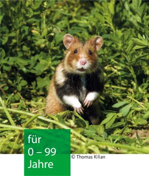 Ein Hamster sitzt/steht auf seinen Hinterbeinen im grünen Gras und schaut in die Kamera