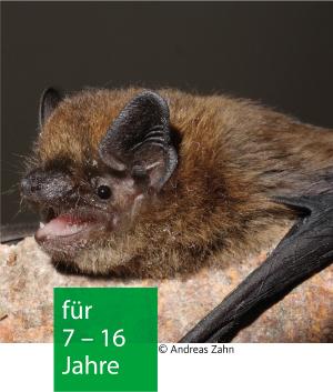 eine Fledermaus in Nahaufnahme mit geöffneten Maul