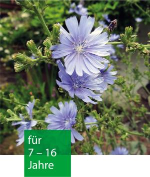 Vier helllilane Blüten