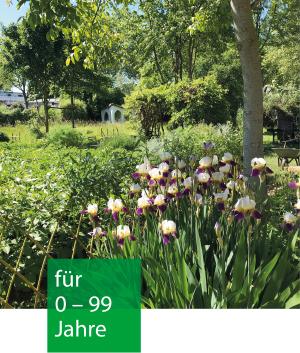 ein Garten mit Bäumen und blühenden Schwertlilien