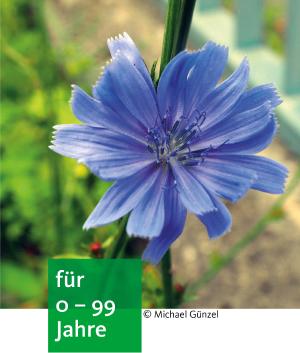 Blaue Blüte mit längeren Blütenblättern