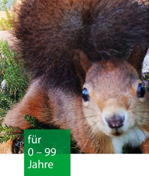 ein Eichhörnchen in Nahaufnahme schaut neugierig und direkt in die Kamera