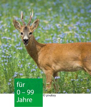ein Rotwild mit kleinem Geweih steht auf einer blühenden Wiese
