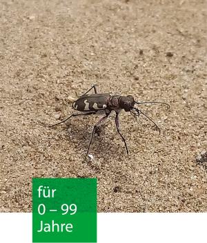 Ein Sandlaufkäfer auf Sand