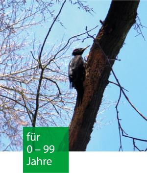 Ein Buntspecht sitzt an einem dicken Ast