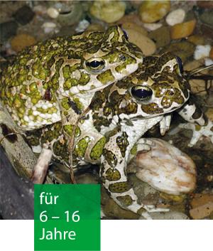 Zwei Wechselkröten sitzen aufeinander. Sie sind weiß mit grünen Flecken.