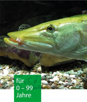 ein Fisch schwimmt über Kies