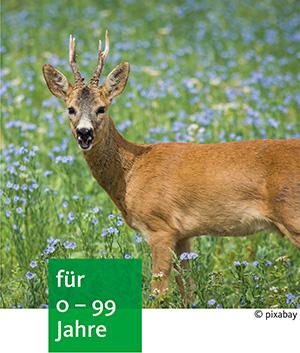 ein Rotwild mit kleinem Geweih steht auf einer blühenden Wiese