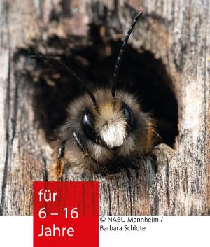 Eine Wildbiene schaut aus einem Loch heraus. Sie hat lange schwarze Fühler und große mandelförmige Augen.