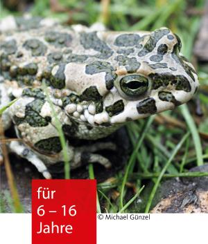 Eine Kröte im Gras