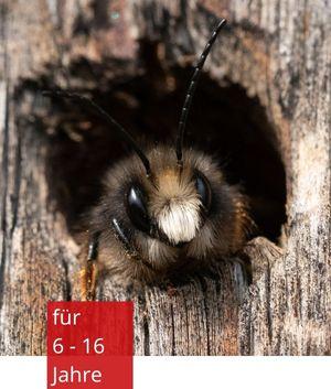 Eine Wildbiene schaut aus einem Loch heraus. Sie hat lange schwarze Fühler und große mandelförmige Augen.