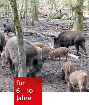 große und kleine Wildschweine wühlen im Waldboden