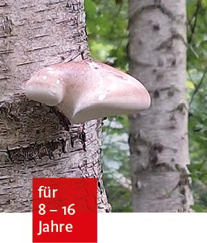 ein Pilz namens Zunderschwamm wächst an einem Baumstamm im Wald